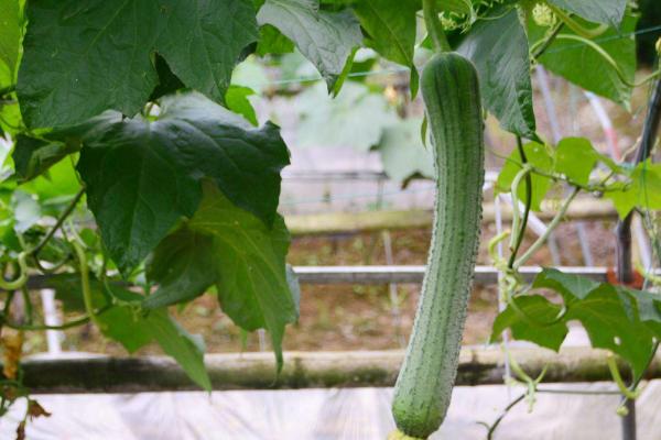 丝瓜早春怎么育苗，育苗盘每穴播种一粒