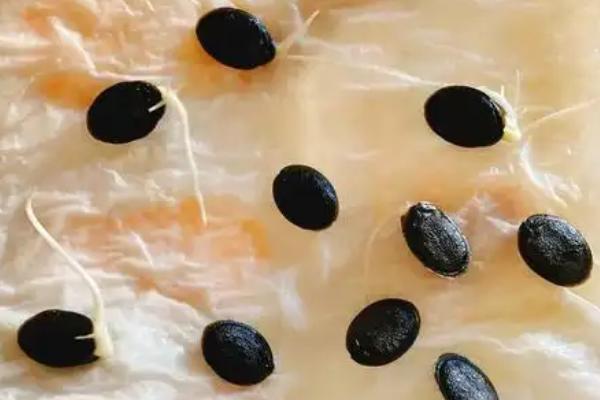 丝瓜早春怎么育苗，育苗盘每穴播种一粒