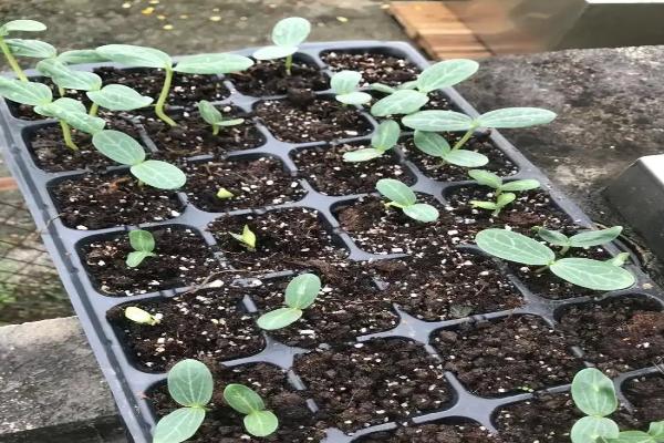 丝瓜早春怎么育苗，育苗盘每穴播种一粒