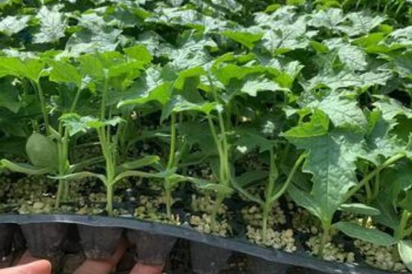 丝瓜早春怎么育苗，育苗盘每穴播种一粒