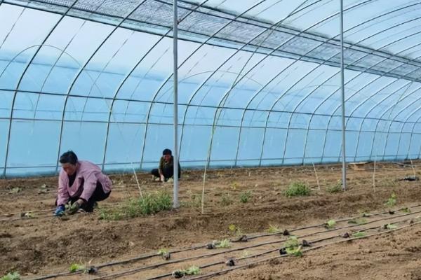 丝瓜早春怎么育苗，育苗盘每穴播种一粒