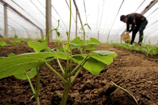 丝瓜早春怎么育苗，育苗盘每穴播种一粒