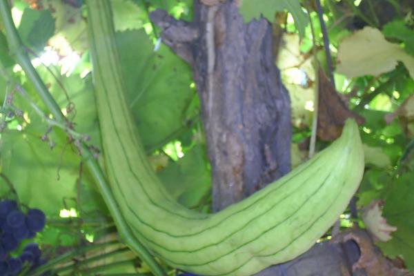 丝瓜早春怎么育苗，育苗盘每穴播种一粒