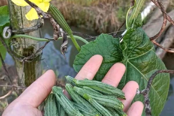 丝瓜早春怎么育苗，育苗盘每穴播种一粒