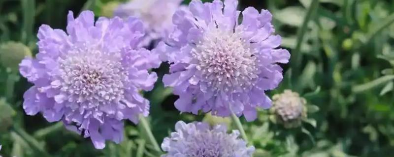 蓝盆花怎么养殖,平时可以提供全日照