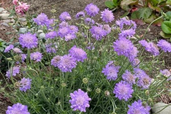 蓝盆花怎么养殖，平时可以提供全日照