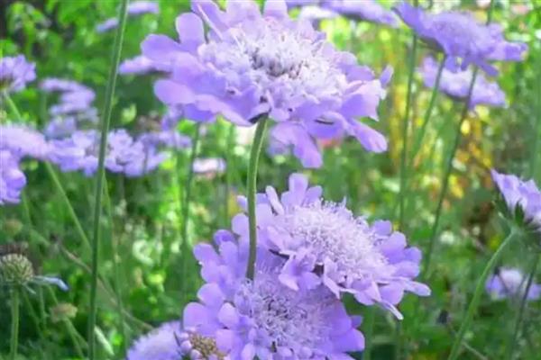 蓝盆花怎么养殖，平时可以提供全日照