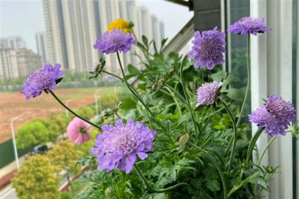 蓝盆花怎么养殖，平时可以提供全日照