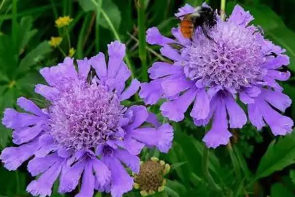 蓝盆花怎么养殖，平时可以提供全日照