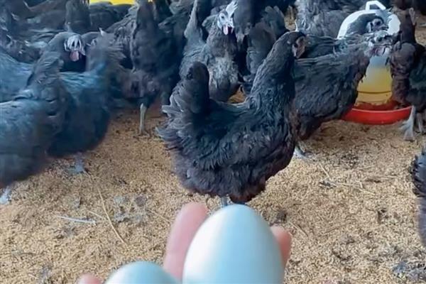 新杨绿壳蛋鸡简介，多数鸡身上带有黑斑