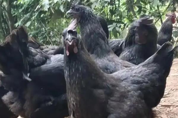 新杨绿壳蛋鸡简介，多数鸡身上带有黑斑