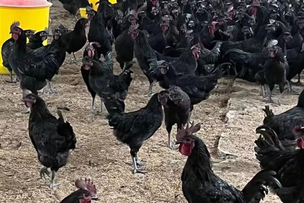 新杨绿壳蛋鸡简介，多数鸡身上带有黑斑
