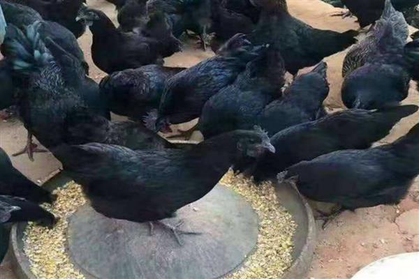 新杨绿壳蛋鸡简介，多数鸡身上带有黑斑