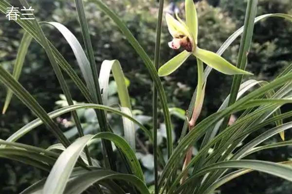 兰花品种介绍，常见的有春兰、蕙兰等