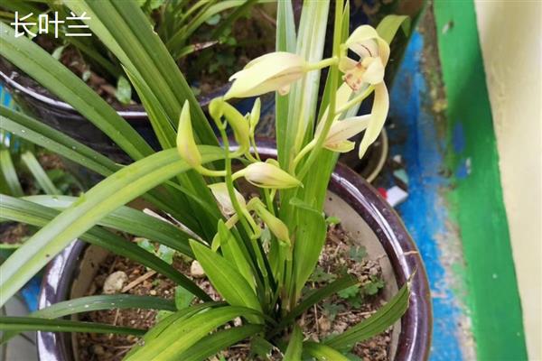 兰花品种介绍，常见的有春兰、蕙兰等