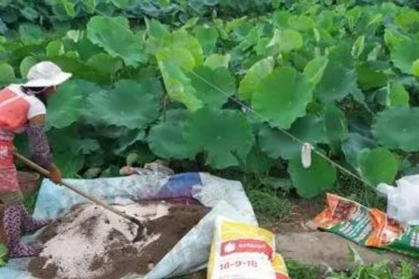 莲藕怎么施肥，应根据土壤肥瘦而定