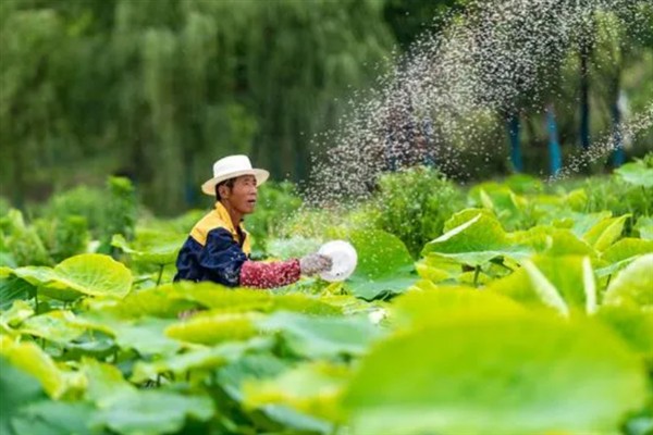 莲藕怎么施肥，应根据土壤肥瘦而定