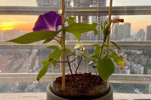 如何繁殖矮牵牛花，以播种和扦插为主
