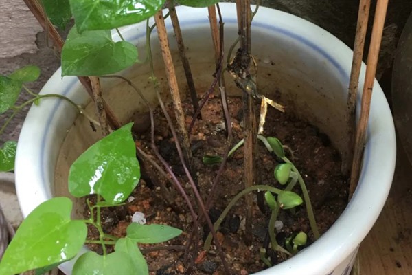 如何繁殖矮牵牛花，以播种和扦插为主