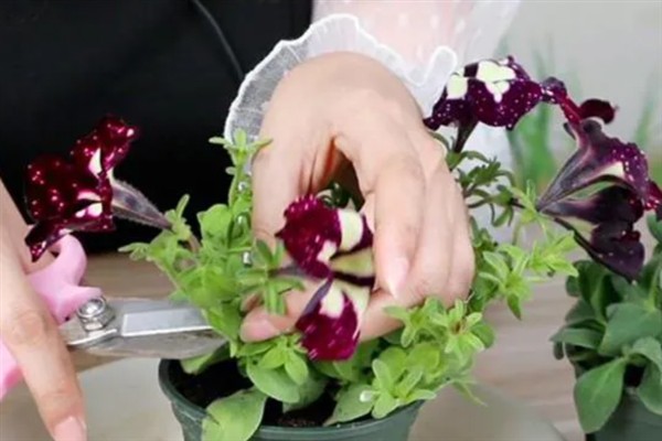 如何繁殖矮牵牛花，以播种和扦插为主
