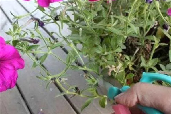 如何繁殖矮牵牛花，以播种和扦插为主
