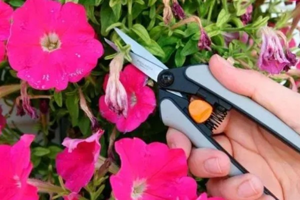 如何繁殖矮牵牛花，以播种和扦插为主