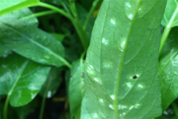 空心菜叶子上有白色斑点的原因，因为遭受了介壳虫的侵害