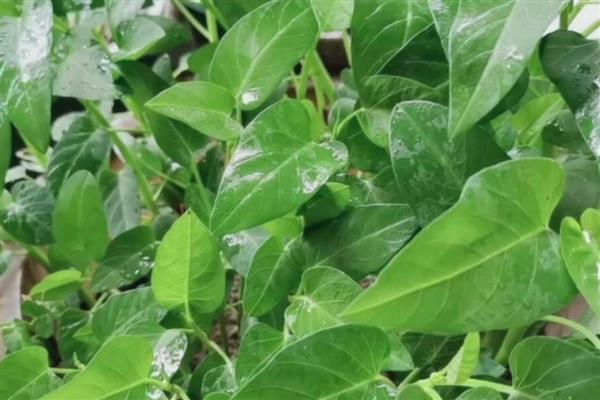 空心菜叶子上有白色斑点的原因，因为遭受了介壳虫的侵害