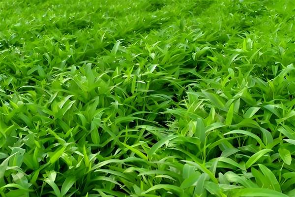空心菜叶子上有白色斑点的原因，因为遭受了介壳虫的侵害
