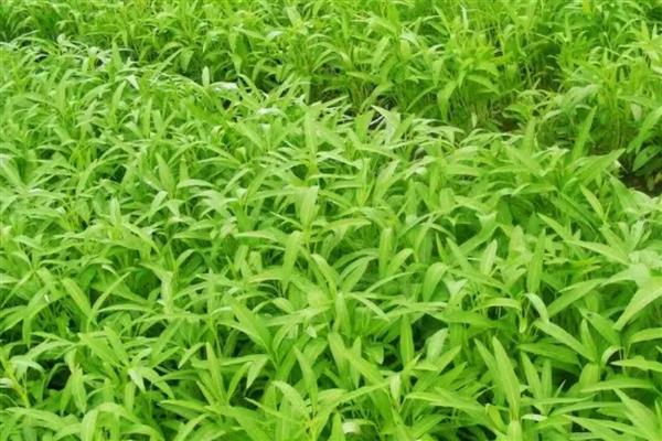 空心菜叶子上有白色斑点的原因，因为遭受了介壳虫的侵害