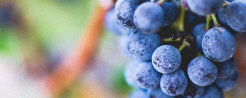 冬天能不能嫁接葡萄树,植株已停止生长嫁接后无法成活