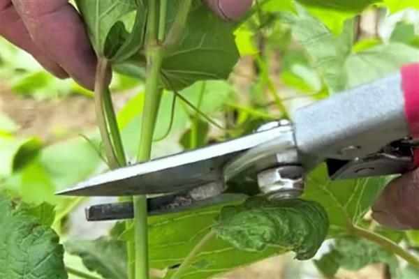 冬天能不能嫁接葡萄树，植株已停止生长嫁接后无法成活