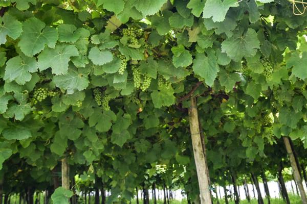 冬天能不能嫁接葡萄树，植株已停止生长嫁接后无法成活