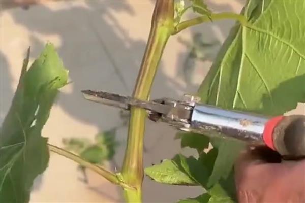 冬天能不能嫁接葡萄树，植株已停止生长嫁接后无法成活