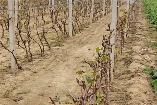 冬天能不能嫁接葡萄树，植株已停止生长嫁接后无法成活