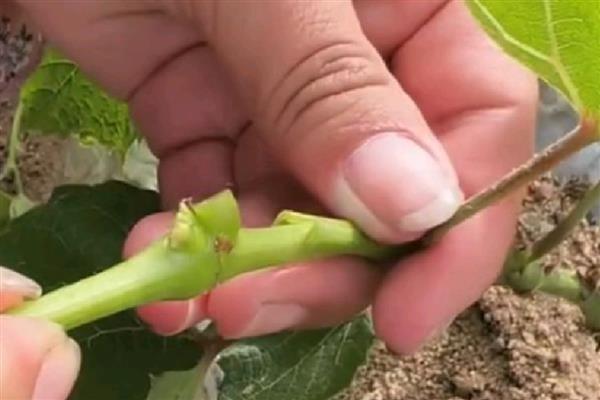 冬天能不能嫁接葡萄树，植株已停止生长嫁接后无法成活
