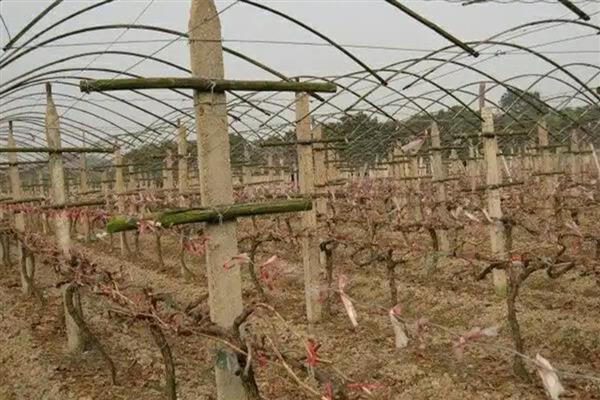 冬天能不能嫁接葡萄树，植株已停止生长嫁接后无法成活