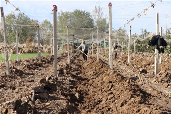 冬天能不能嫁接葡萄树，植株已停止生长嫁接后无法成活