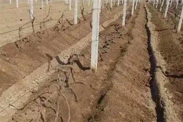 冬天能不能嫁接葡萄树，植株已停止生长嫁接后无法成活