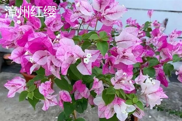 哪些三角梅比较漂亮，重瓣粉、漳州红缨等品种非常美观