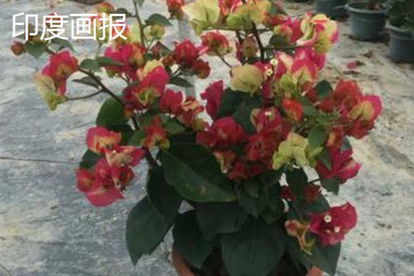 哪些三角梅比较漂亮，重瓣粉、漳州红缨等品种非常美观