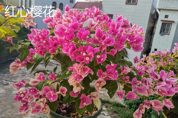 哪些三角梅比较漂亮，重瓣粉、漳州红缨等品种非常美观