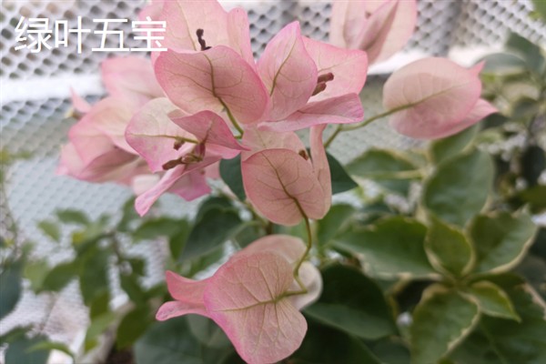 哪些三角梅比较漂亮，重瓣粉、漳州红缨等品种非常美观