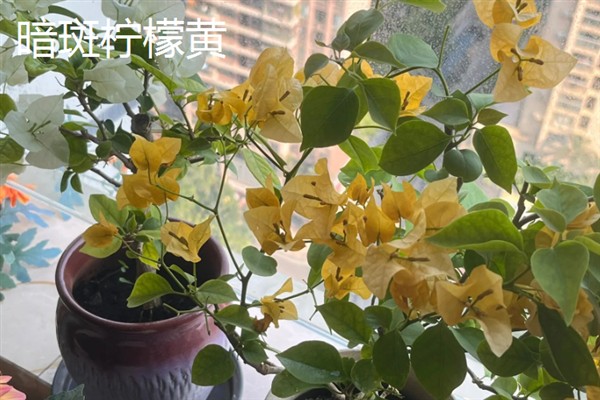 哪些三角梅比较漂亮，重瓣粉、漳州红缨等品种非常美观