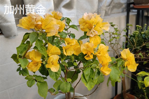 哪些三角梅比较漂亮，重瓣粉、漳州红缨等品种非常美观