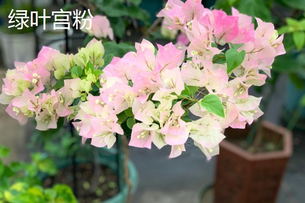 哪些三角梅比较漂亮，重瓣粉、漳州红缨等品种非常美观