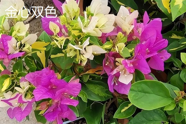 哪些三角梅比较漂亮，重瓣粉、漳州红缨等品种非常美观