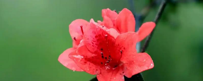 杜鹃花叶子蔫了如何补救，需增加水分并补充养分