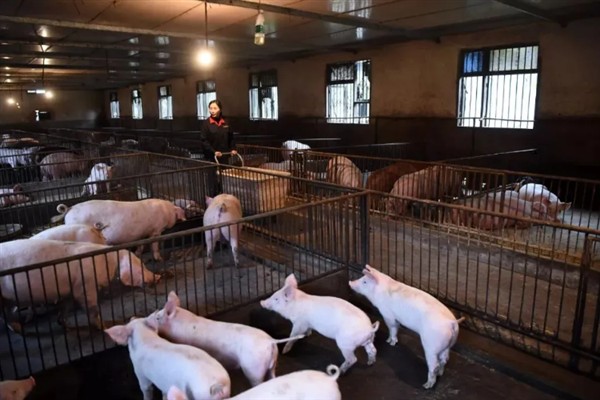 猪舍通风换气如何设计，猪圈高度约2.6m比较合适