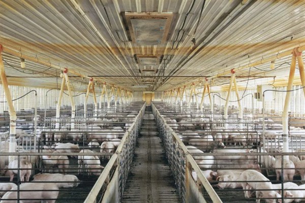 猪舍通风换气如何设计，猪圈高度约2.6m比较合适